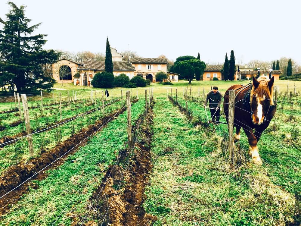 French Vineyard with a horse fine wine